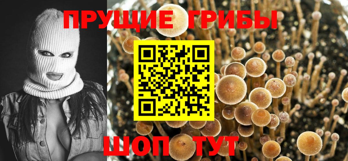 Кондопога  Псилоцибиновые грибы Psilocybine cubensis  Галлюциногенные грибы Magic Shrooms  Вход с VPN 